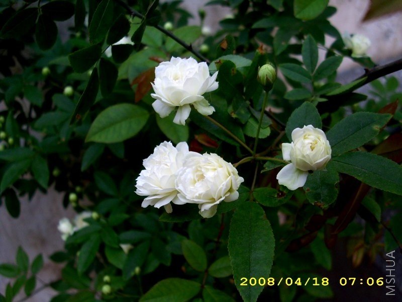 ��Ƭ 006.jpg