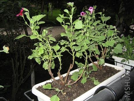 �������¶��գ��ﺬ���͸��ҵ��죬��������������������������᲻���ӵ�֦��