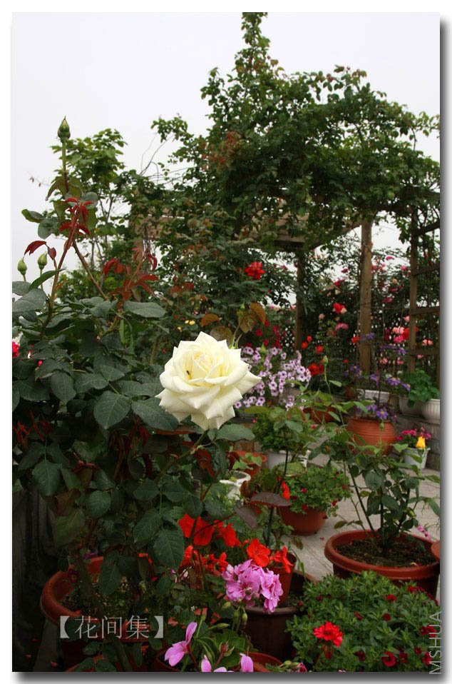 IMG_3171 ����.jpg