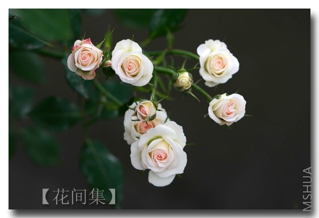 IMG_3184 ����.jpg