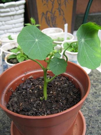 ͬ���ں��üҼ��ĺ�����֦������