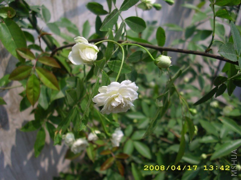 ��Ƭ 004.jpg
