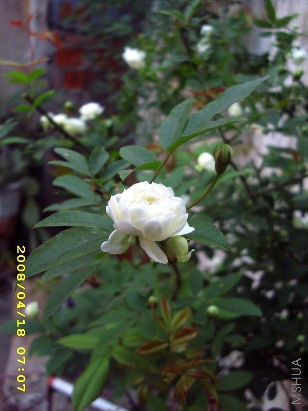 ��Ƭ 008.jpg