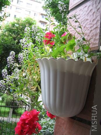 ��������ѩ���ϻʺ󣬱���һ����Ȥ