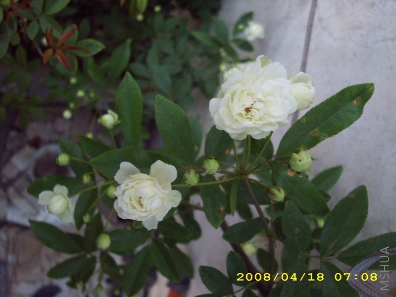 ��Ƭ 009.jpg