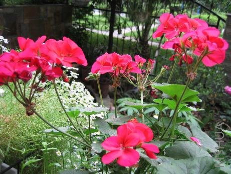 ����ɫ����ʢ�����˸о�һ�Ż�