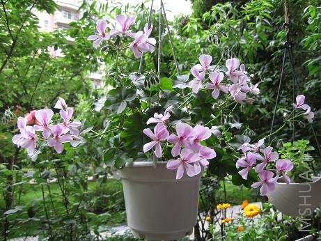 ����ʢ������