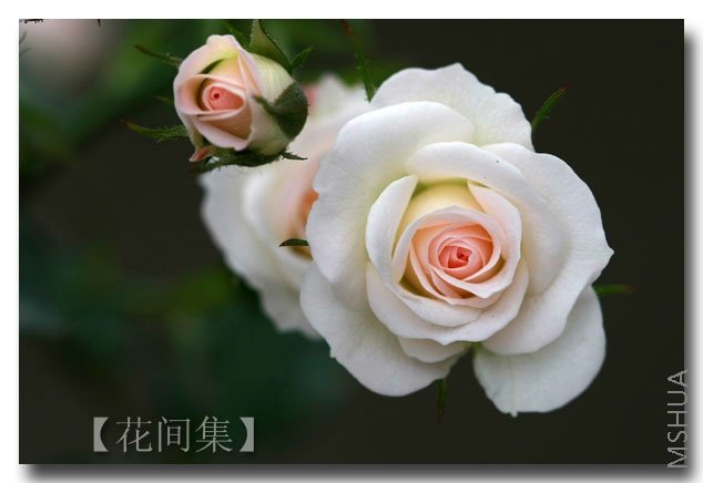 IMG_3186 ����.jpg