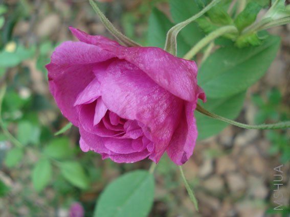 DSC05026.JPG
