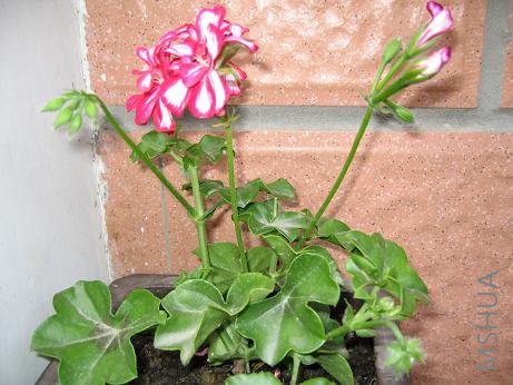 ���ˣ����Ǻ����͵�