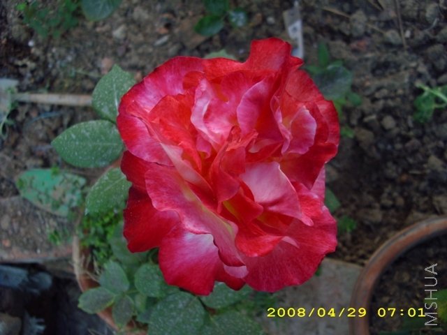 ��˫ϲ 098.jpg