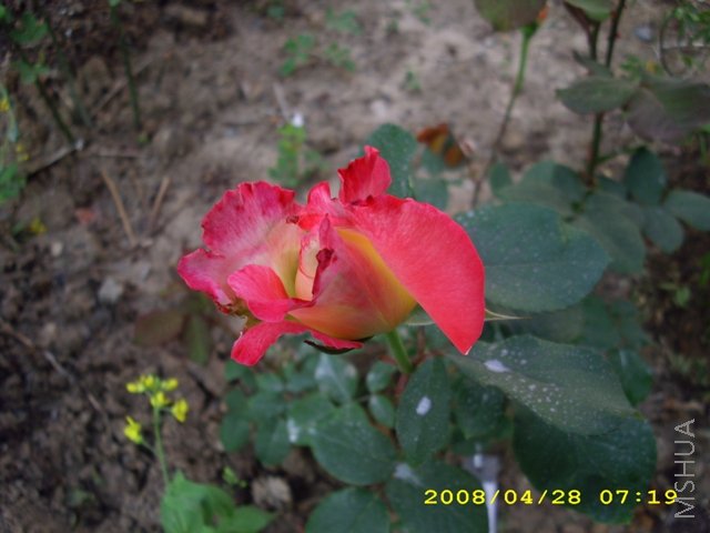 ��˫ϲ 086.jpg
