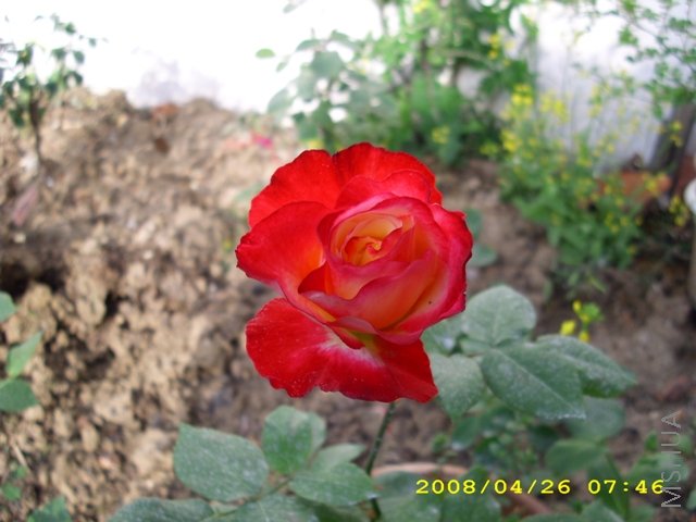 ��˫ϲ 077.jpg