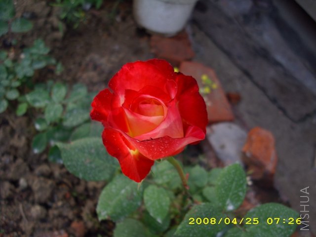 ��˫ϲ 071.jpg