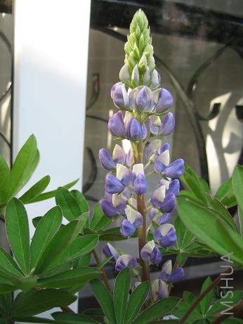 ������ɫ��䣬��Ư��