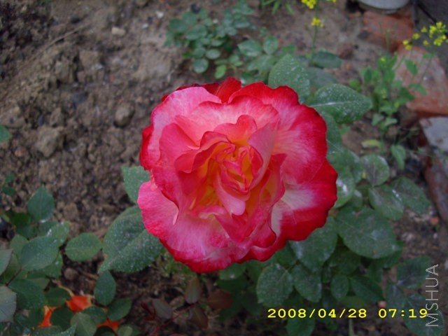 ��˫ϲ 084.jpg