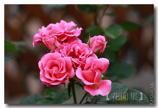 IMG_3176 ����.jpg