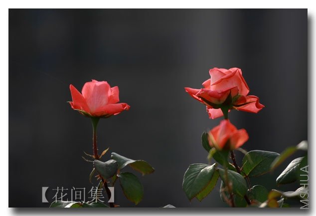 IMG_3323 ����.jpg