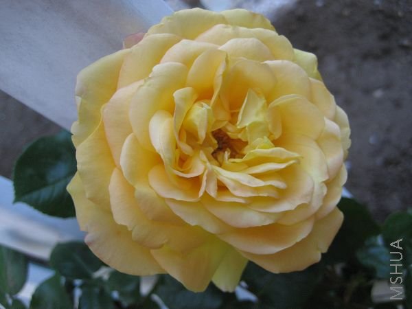 �ڶ������£����ȷ۵Ĵ�Щ�������10cm