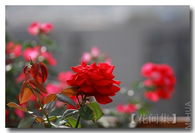 IMG_3320 ����.jpg