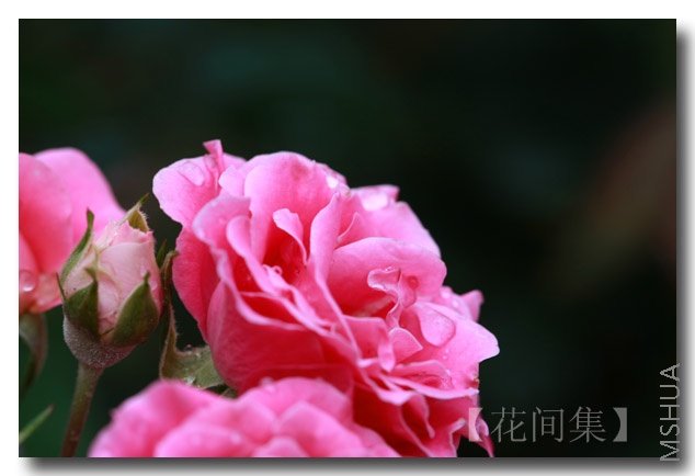 IMG_3178 ����.jpg