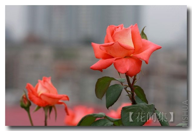 IMG_3174 ����.jpg