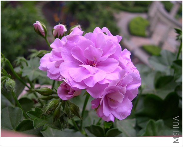 DSCN8518.jpg
