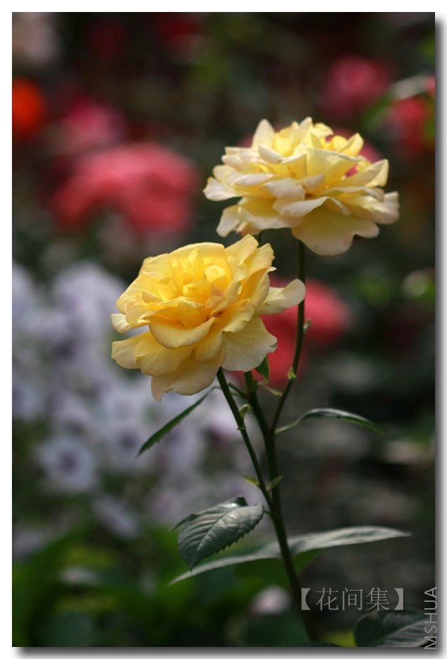 IMG_3312 ����.jpg