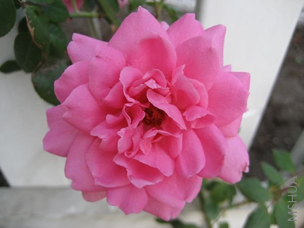 ��һ�ã�����̫����7-8cm