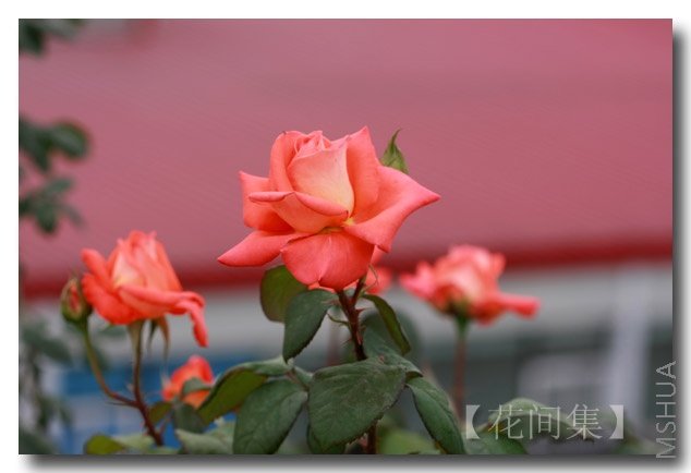 IMG_3175 ����.jpg