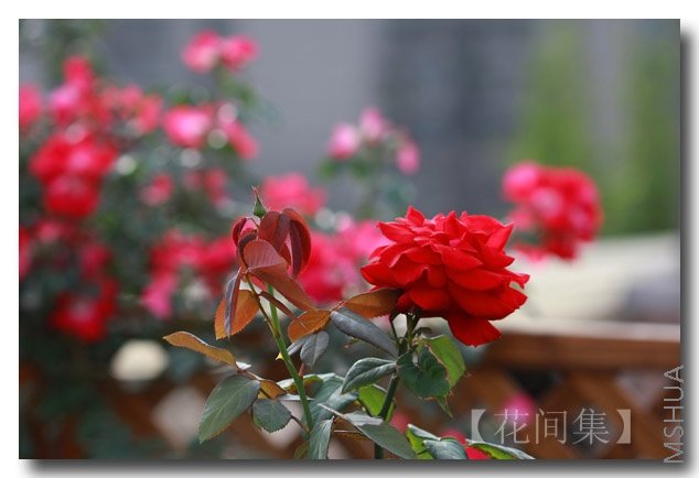 IMG_3297 ����.jpg