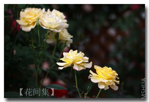 IMG_3275 ����.jpg