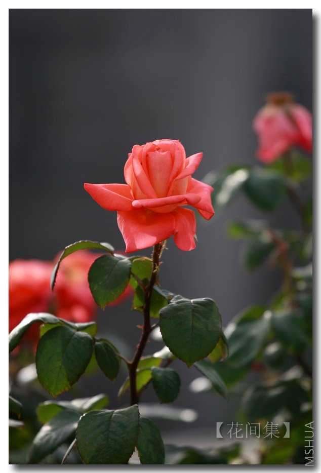 IMG_3322 ����.jpg