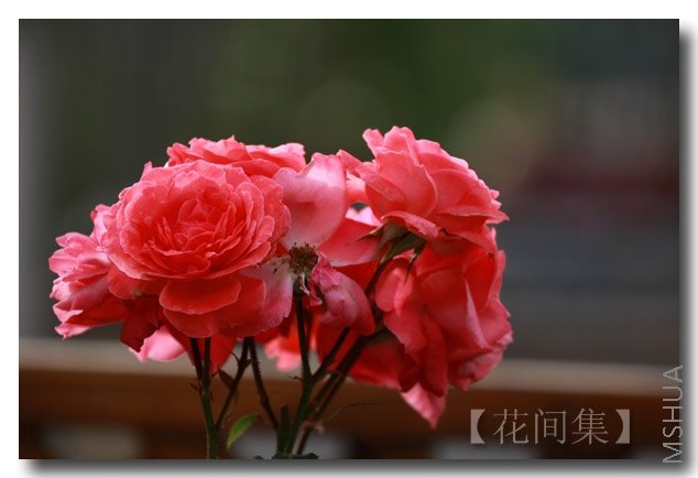 IMG_3319 ����.jpg