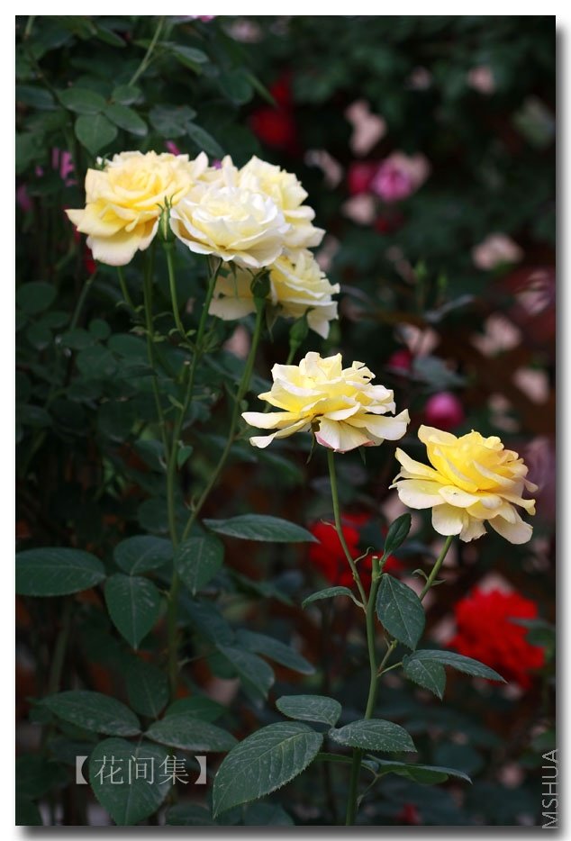 IMG_3277 ����.jpg