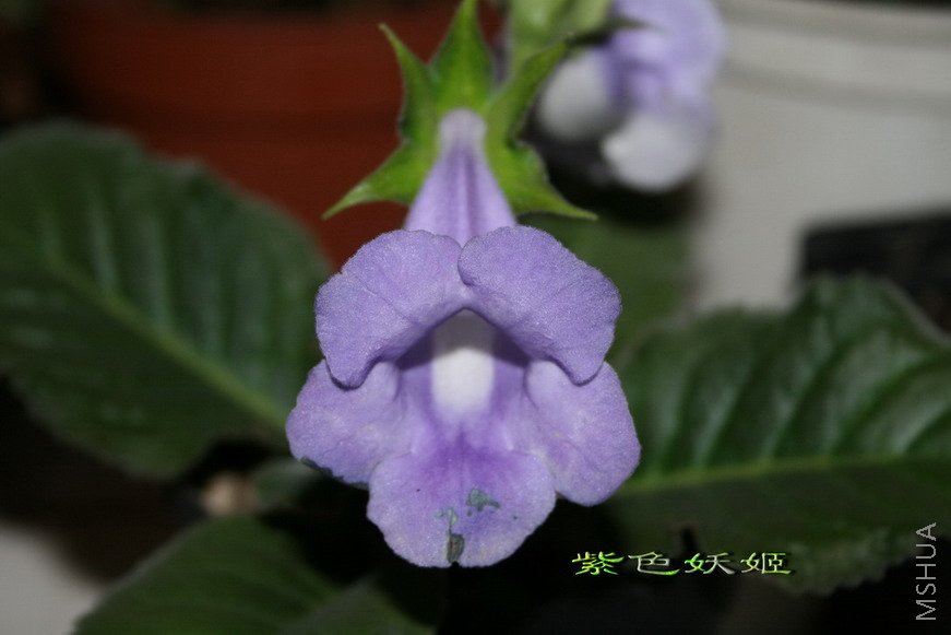 IMG_3817-1_resize_resize.jpg