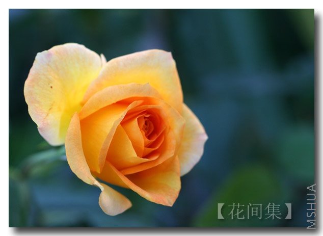 IMG_1781 ����.jpg