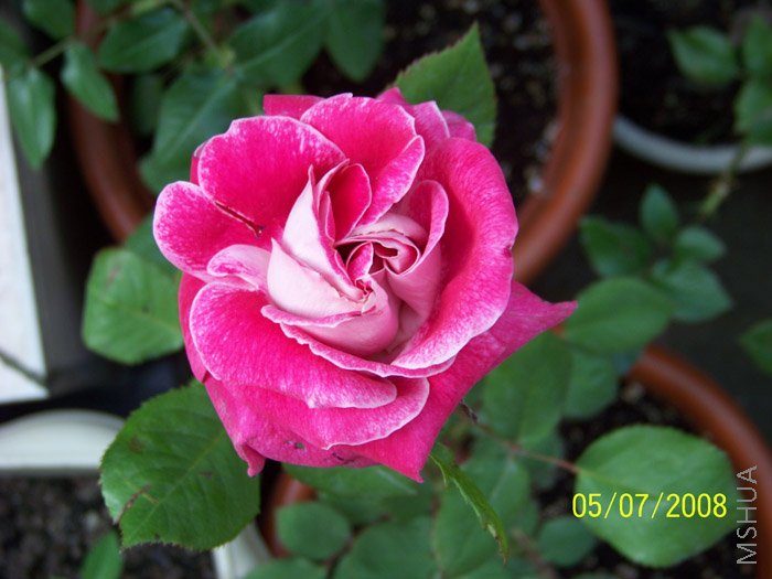 ����û��PP��