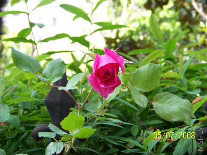 ���żҲ��֪����ɶ