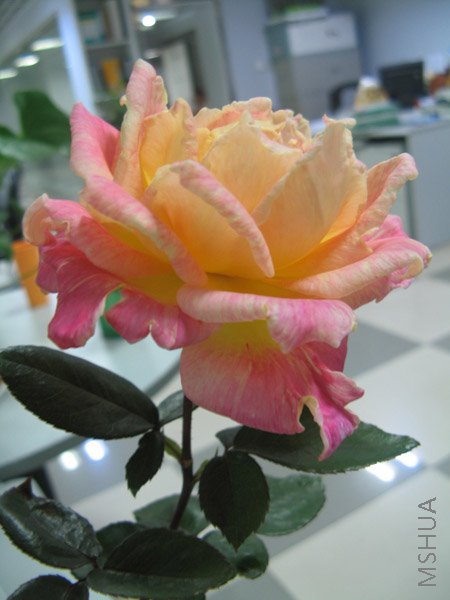 ���Ի��� 026.jpg