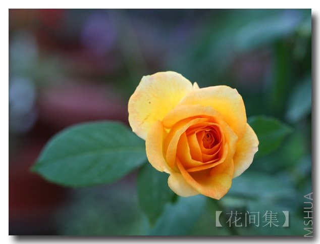 IMG_1818 ����.jpg