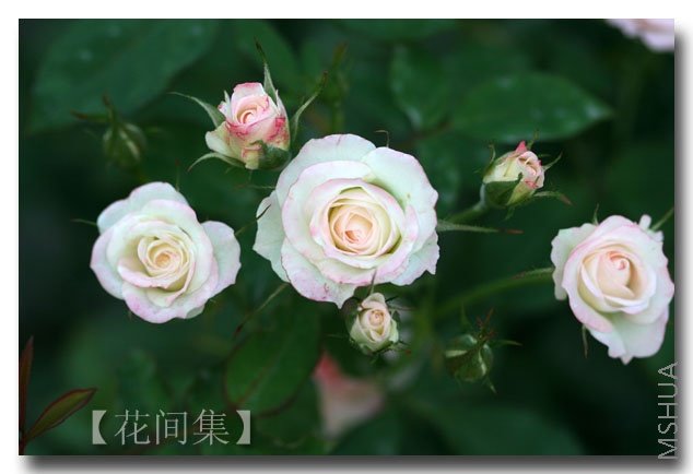 IMG_1788 ����.jpg