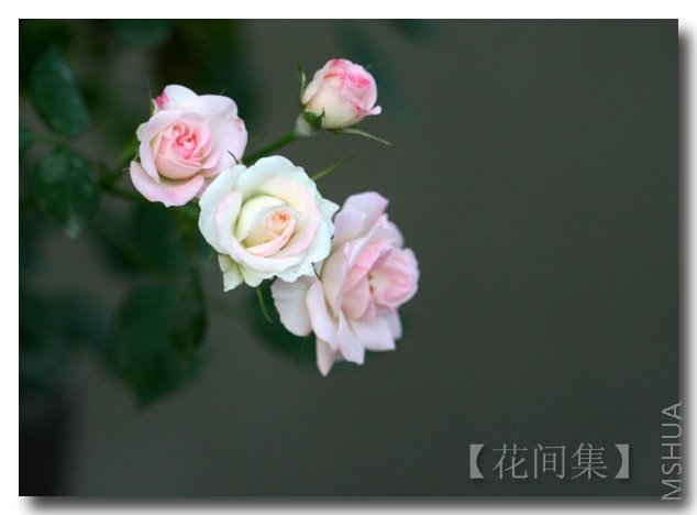 IMG_1800 ����.jpg