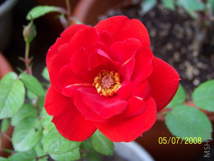 ��ɫ��С�¼�