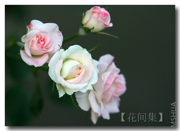 IMG_1799 ����.jpg