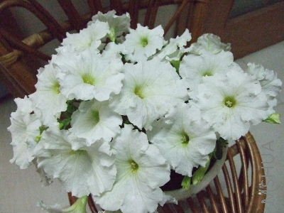 29����ţb 007.jpg