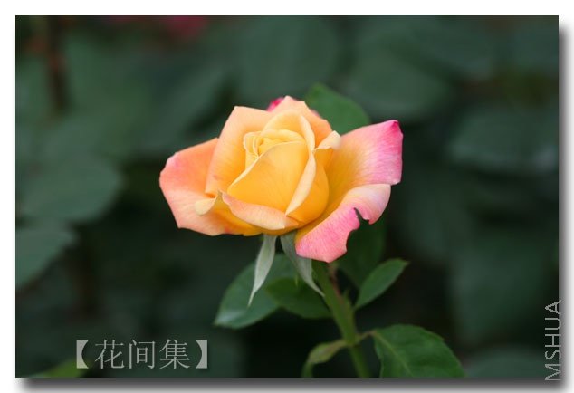 IMG_2001 ����.jpg