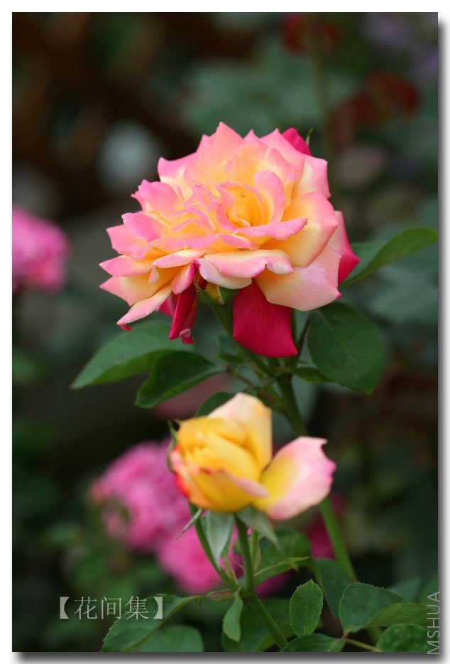 IMG_2003 ����.jpg