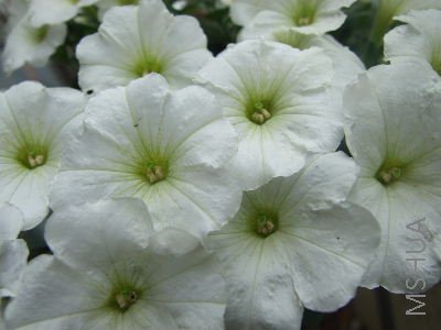 22���޼� 004.jpg