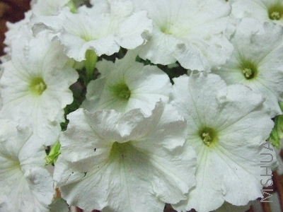 29����ţb 005.jpg